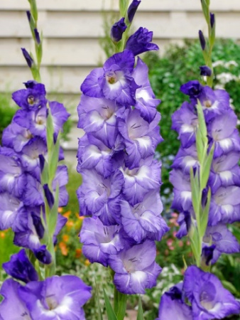 Гладиолус Нори 10/12 10шт (Поиск)