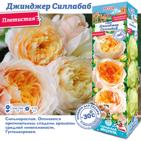 Роза Джинджер Силлабаб (Плетистая) 1шт (Сиб сад)