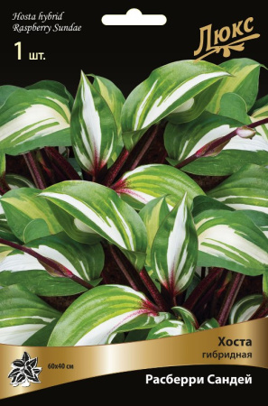 Хоста Расберри Сандей 1шт (Поиск)