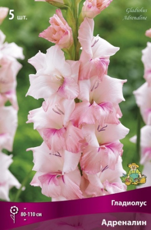 Гладиолус Адреналин 12/14 5шт (Поиск)