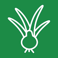 Луковичные Луковичные