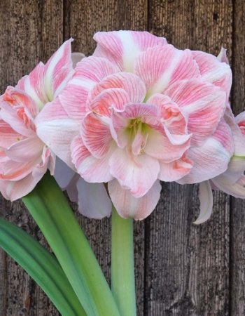 Амариллис Блоссом Нимф 26/28 1шт (Поиск)