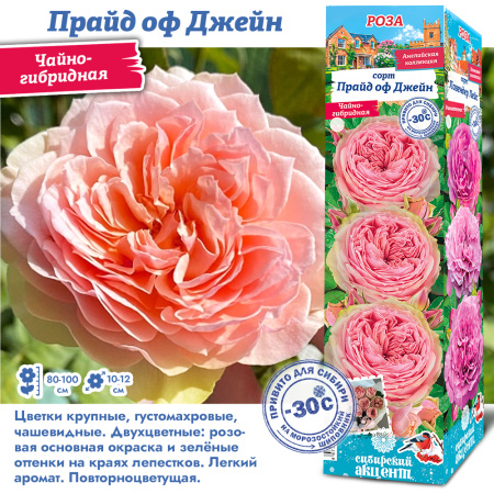 Роза Прайд оф Джейн (Чайно-гибридная) 1шт (Сиб сад)