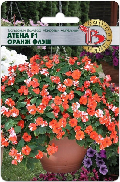 Бальзамин Валлера махровый Атена F1 Оранж Флэш 8шт (Биотехника)