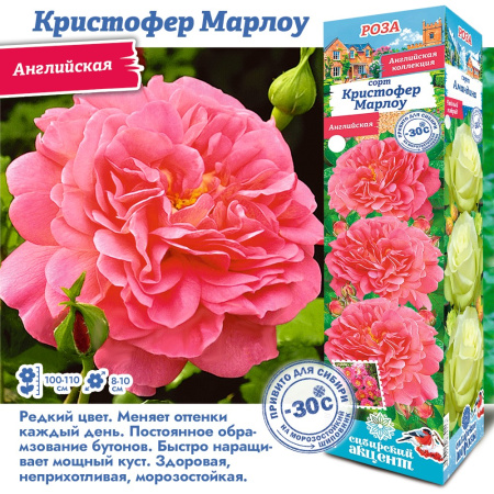 Роза Кристофер Марлоу (Английская) 1шт (Сиб сад)