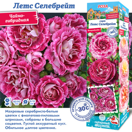 Роза Летс Селебрейт (Чайно-гибридная) 1шт (Сиб сад)