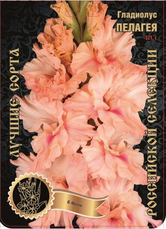 Гладиолус Пелагея 521,Фотин 1 р-р 7шт (Ф)