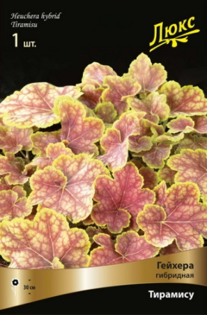Гейхера Тирамису 1шт (Поиск)