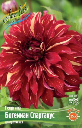 Георгина Богемиан Спартакус 1шт (Колорлайн)