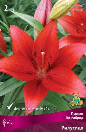 Лилия Рилусида (ЛА гибрид) 12/14 2шт (Поиск)