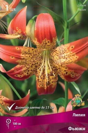 Лилия Фьюжн (Специальный гибрид) 14/16 1шт (Поиск)