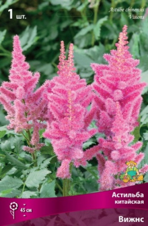 Астильба Вижнс 1шт (Поиск)