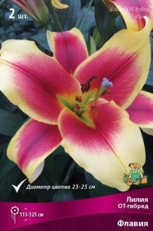 Лилия Флавия (ОТ гибрид) 12/14 2шт (Поиск)