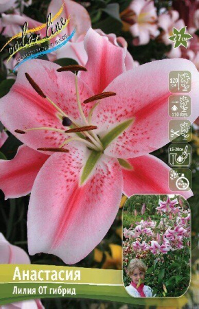 Лилия Анастасия (OT гибрид) 12/14 5шт (Колорлайн)