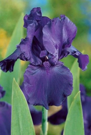 Ирис Найт Аул (Германский) 1шт (Поиск)