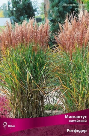 Мискантус Ротфедер 1шт (Поиск)