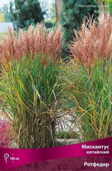 Мискантус Ротфедер 1шт (Поиск)