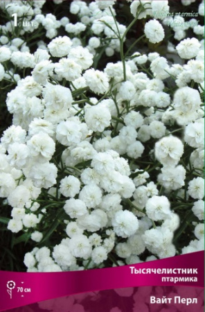Тысячелистник Вайт Перл 1шт (Поиск)