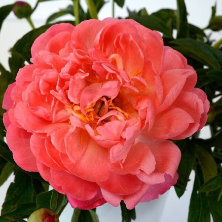 Пион Корал Сансет 2/3 1шт (Поиск)