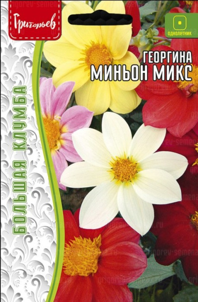 Георгина Миньон Микс большая клумба 15шт (Ред.Сем)
