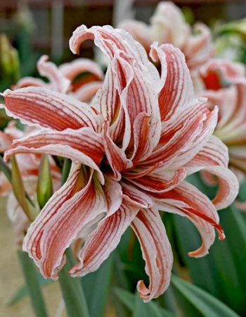 Амариллис Дублет 24/26 1шт (Поиск)