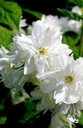 Жасмин Дам Бланш 1шт (Поиск)