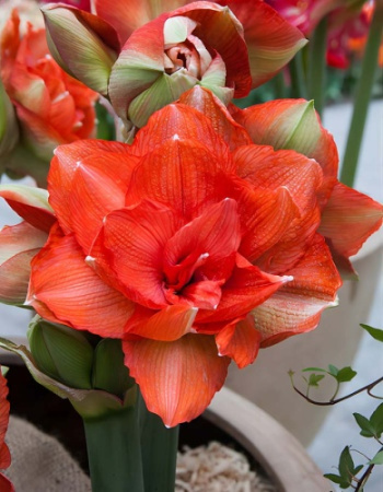 Амариллис Бенито 24/26 1шт (Поиск)