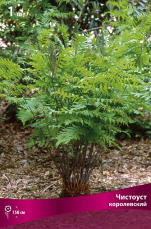 Чистоуст королевский 1шт (Поиск)