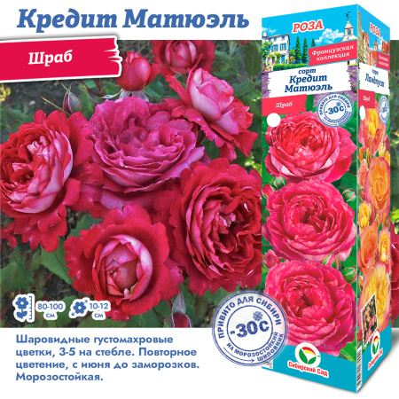 Роза Кредит Матюэль (Шраб) 1шт (Сиб сад)