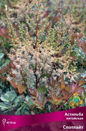 Астильба Спотлайт 1шт (Поиск)
