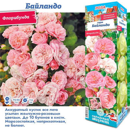 Роза Байландо (Флорибунда) 1шт (Сиб сад)