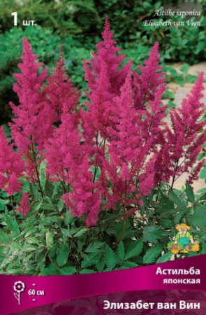 Астильба Элизабет ван Вин 1шт (Поиск)