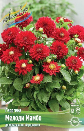 Георгина Мелоди Мамбо 1шт (Колорлайн)