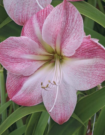 Амариллис Блоссом Грандис 26/28 1шт (Поиск)