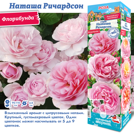 Роза Наташа Ричердсон (Флорибунда) 1шт (Сиб сад)