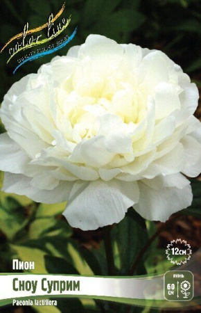 Пион Сноу Суприм 2/3 1шт (Колорлайн)