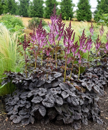 Астильба Дарксайд оф зе Мун 1шт (Поиск)