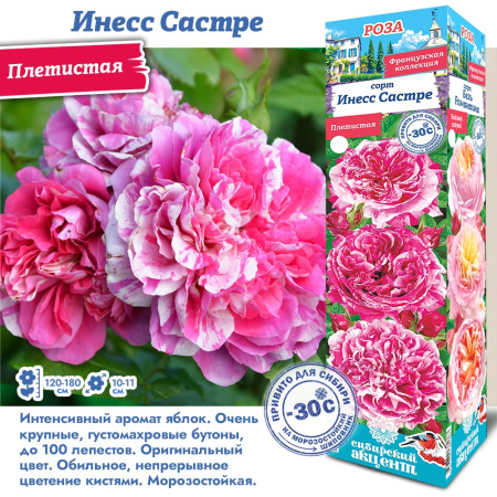 Роза Инесс Састре (Плетистая) 1шт (Сиб сад)