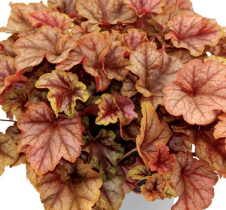 Гейхерелла Купер Каскад 1шт (Поиск)