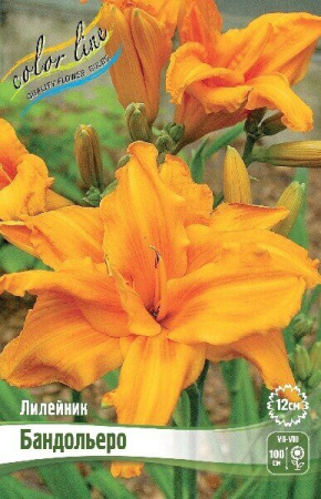 Лилейник Бандольеро 1шт (Колорлайн)