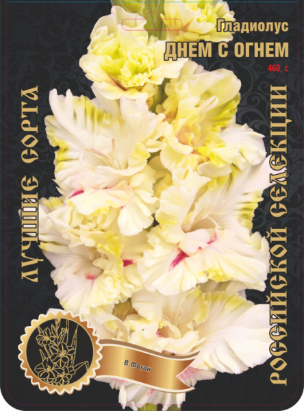 Гладиолус Днем с Огнем 460,Фотин 1 р-р 7шт (Ф)