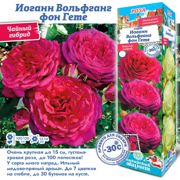 Роза Иоганн Вольфганг фон Гете (Чайно-гибридная) 1шт (Сиб сад)