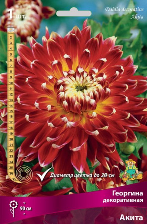 Георгина Акита 1шт (Поиск)