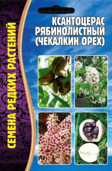 Ксантоцерас Рябинолистный Чекалкин орех 2шт (Ред.Сем)