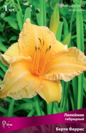 Лилейник Берти Феррис 1шт (Поиск)