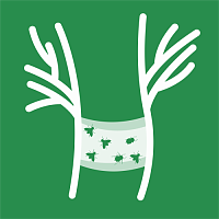 Ловушки и ловчие пояса Ловушки и ловчие пояса