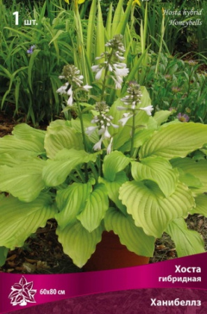 Хоста Ханибеллз 1шт (Поиск)