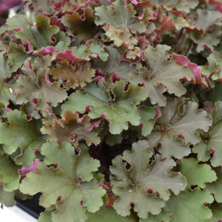 Гейхера Рекс Ред 1шт (Поиск)