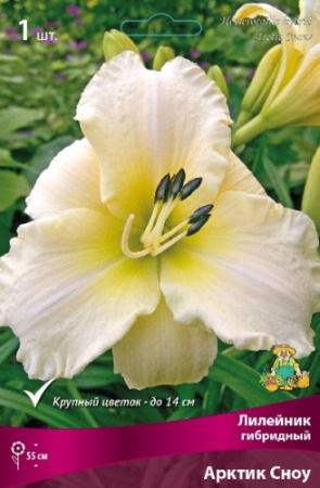 Лилейник Арктик Сноу 1шт (Поиск)