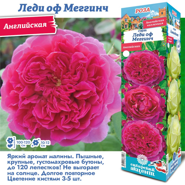 Роза Леди оф Меггинч (Английская) 1шт (Сиб сад)